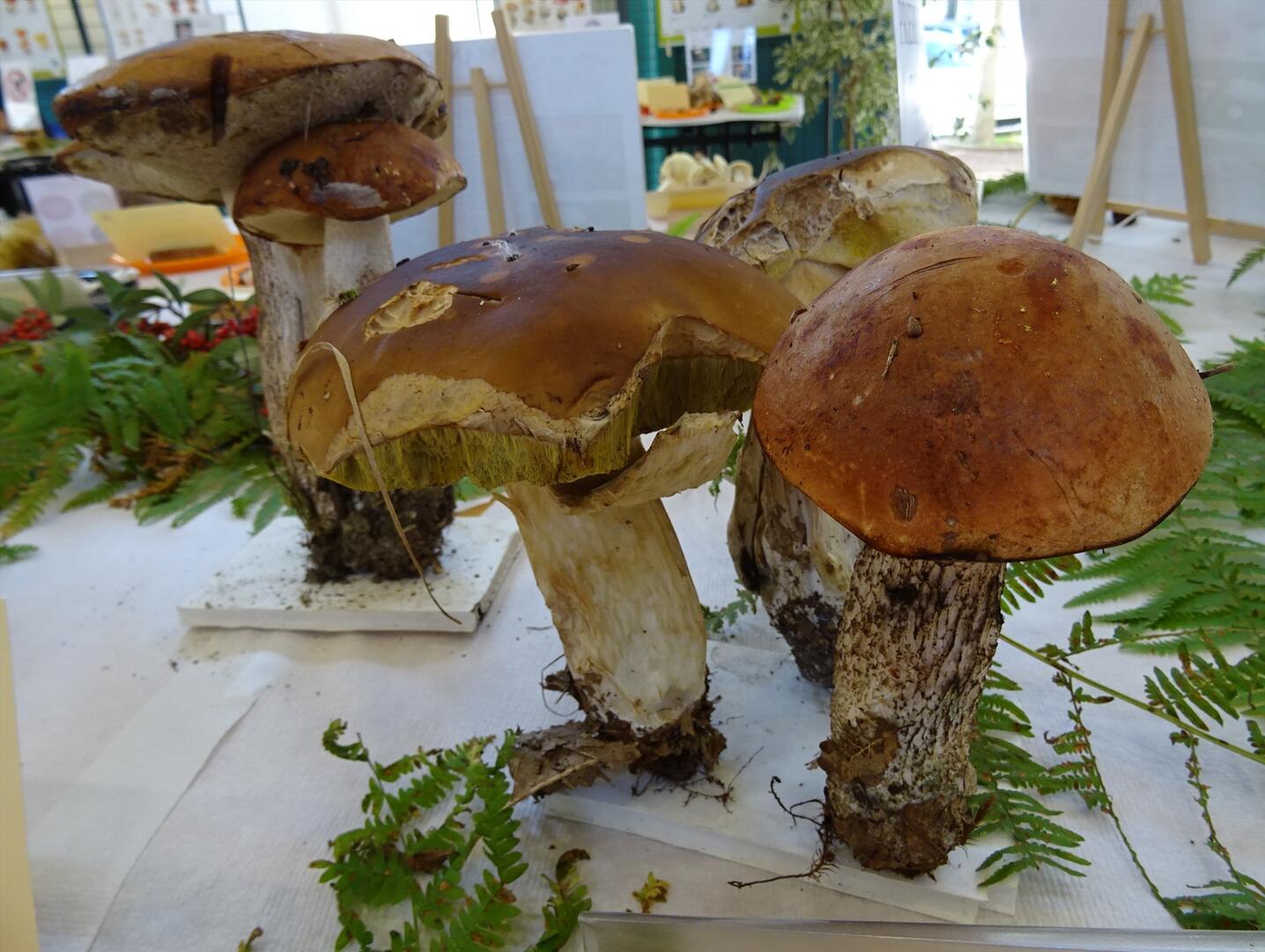 Divers cèpes
