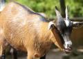 Chevre Ferme la Croix des Clochettes