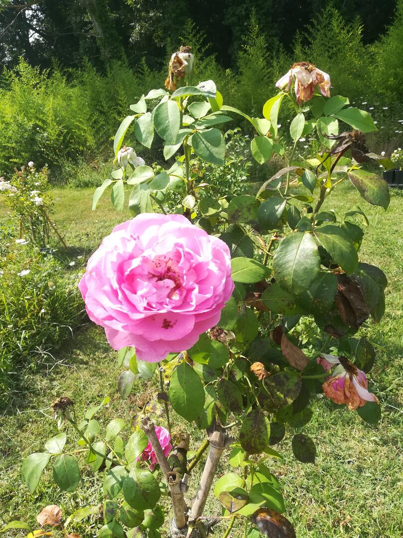 Jardin de Gassin