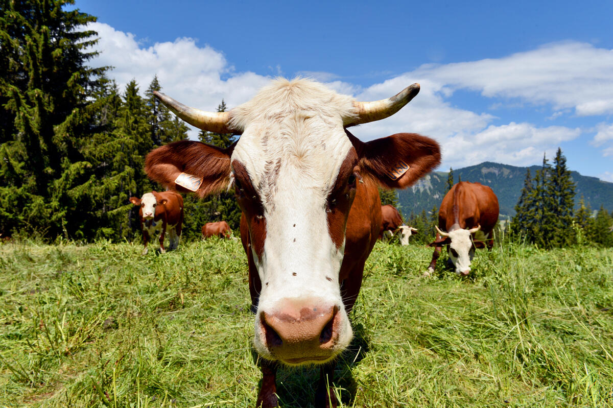 Vache abondance