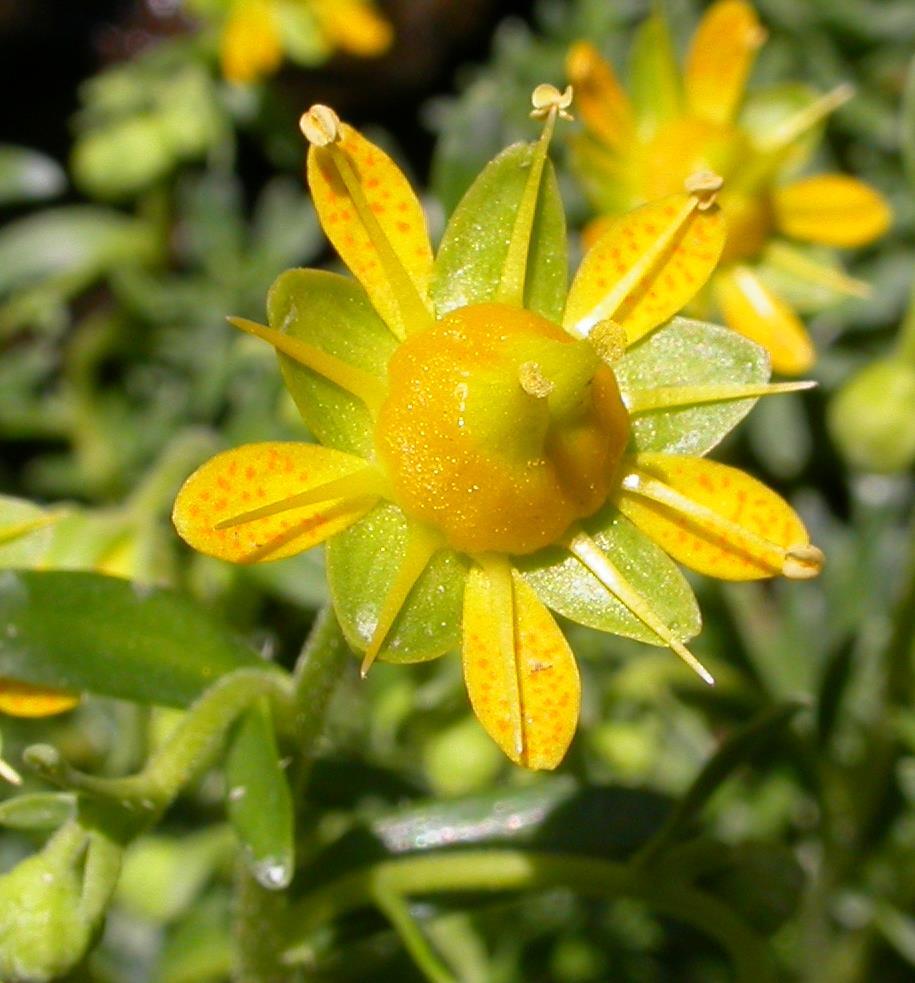 Sortie randonnée plantes