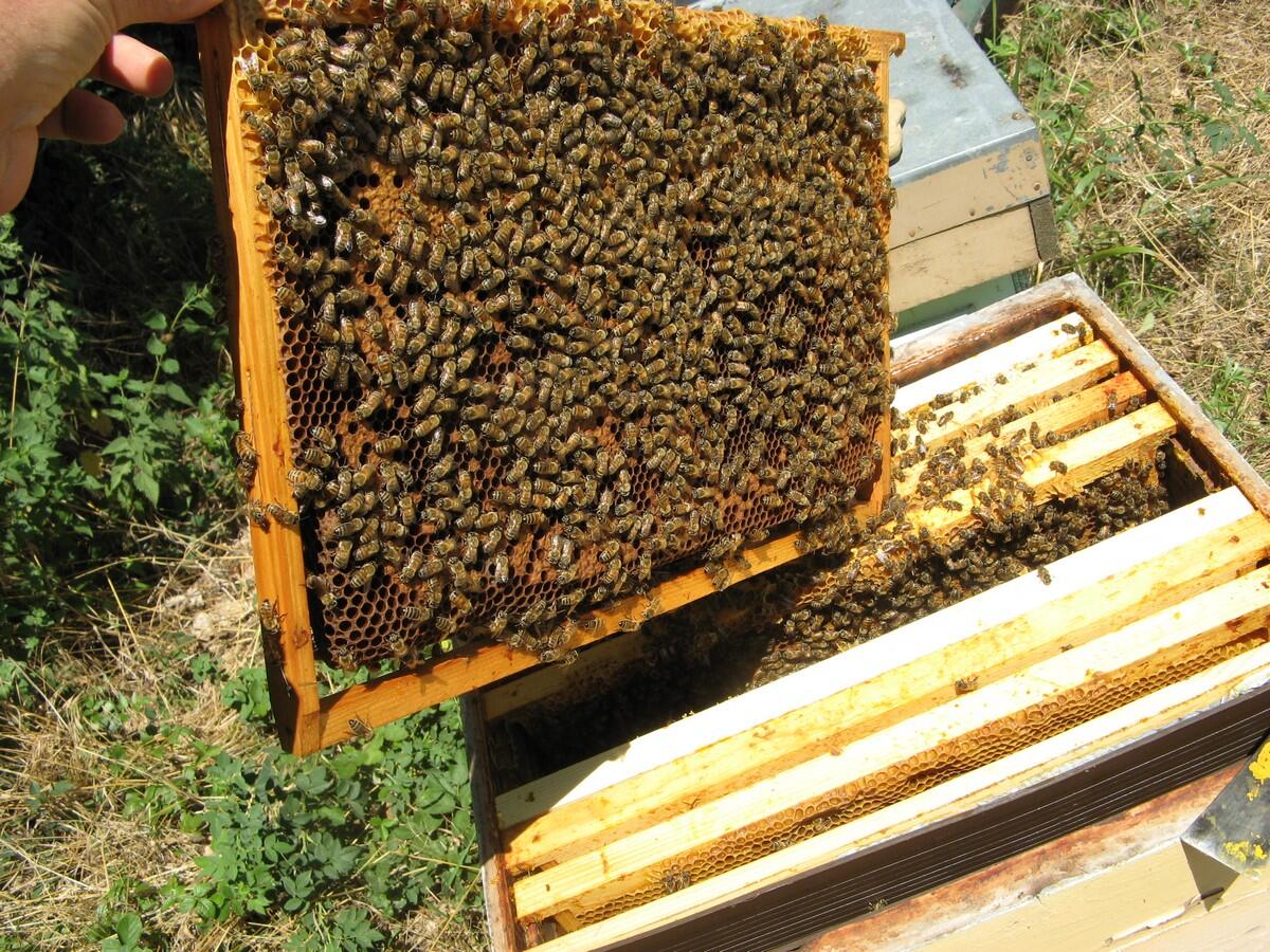 Apiculture