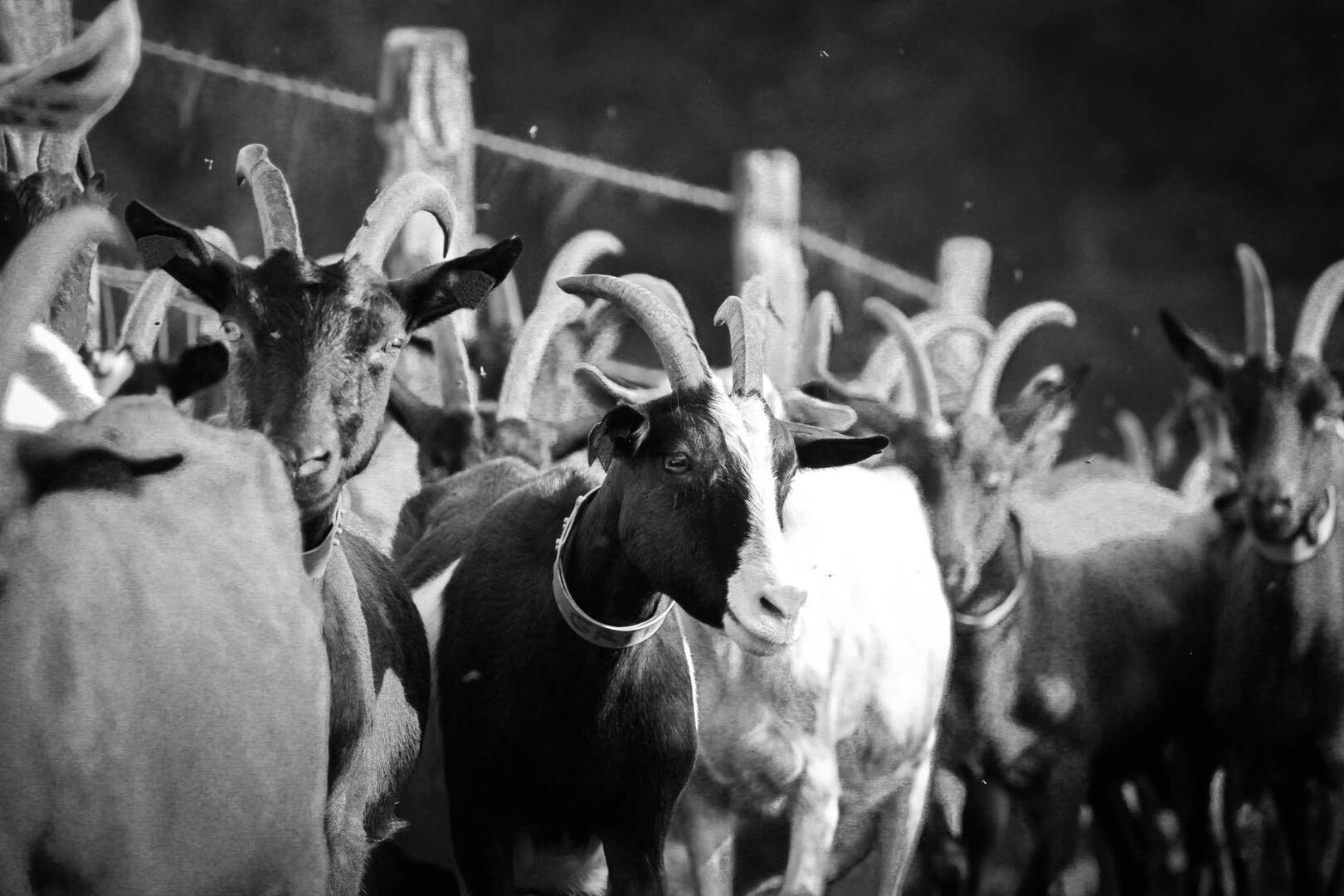 Ferme Fantazy