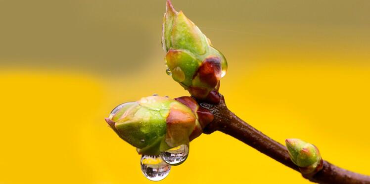 Gemmothérapie : se soigner avec les bourgeons