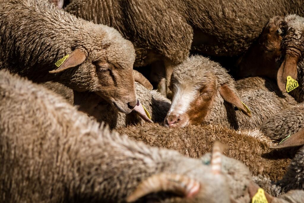 Moutons des Alpes de Haute Provence