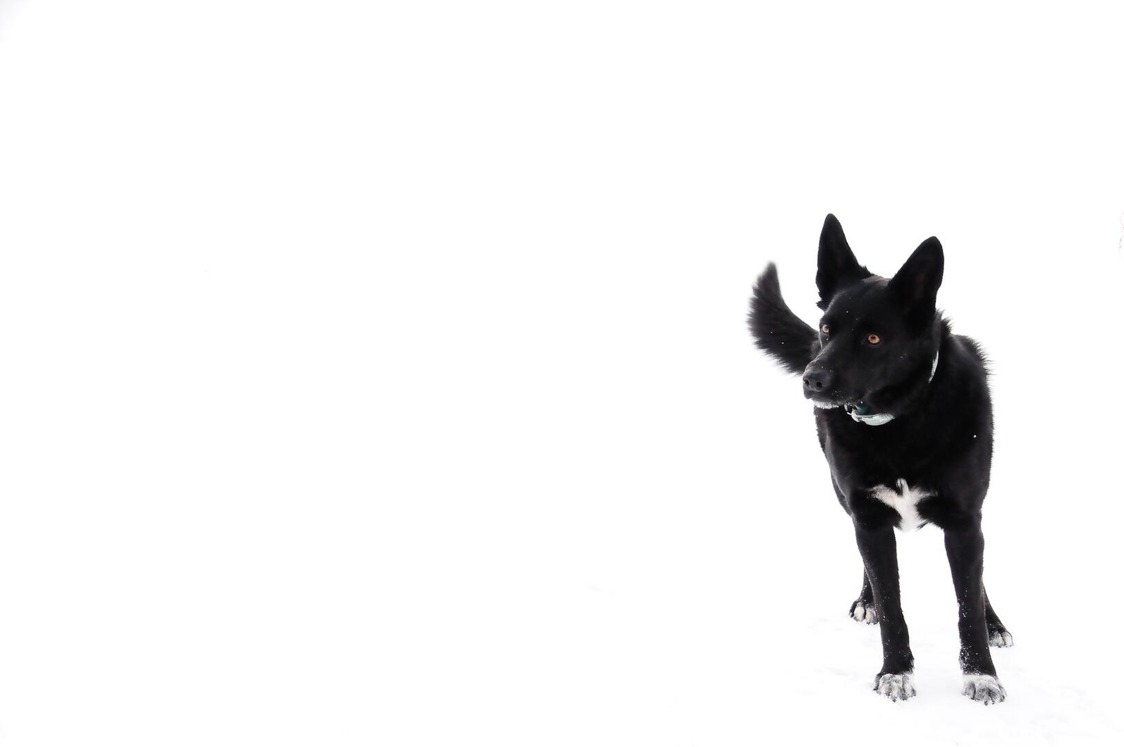 Ski chien