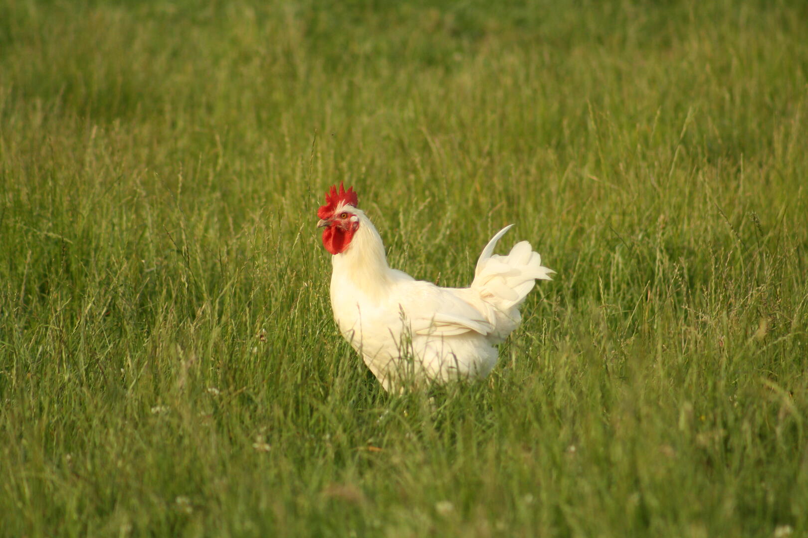 Poulet de Bresse