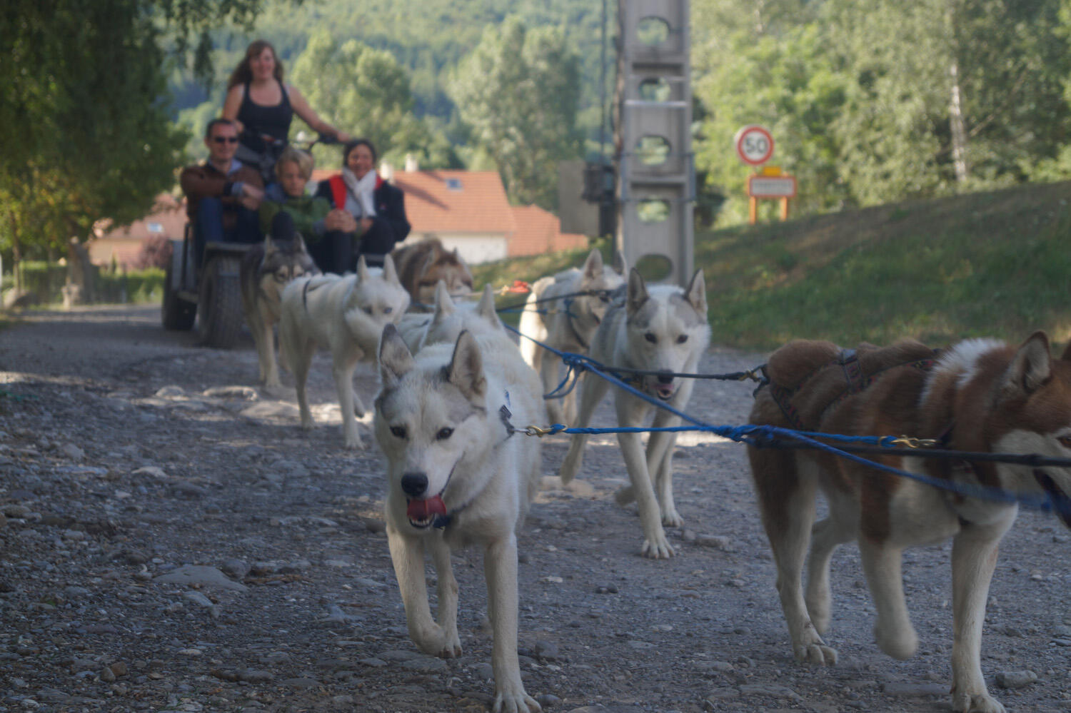 Cani-kart
