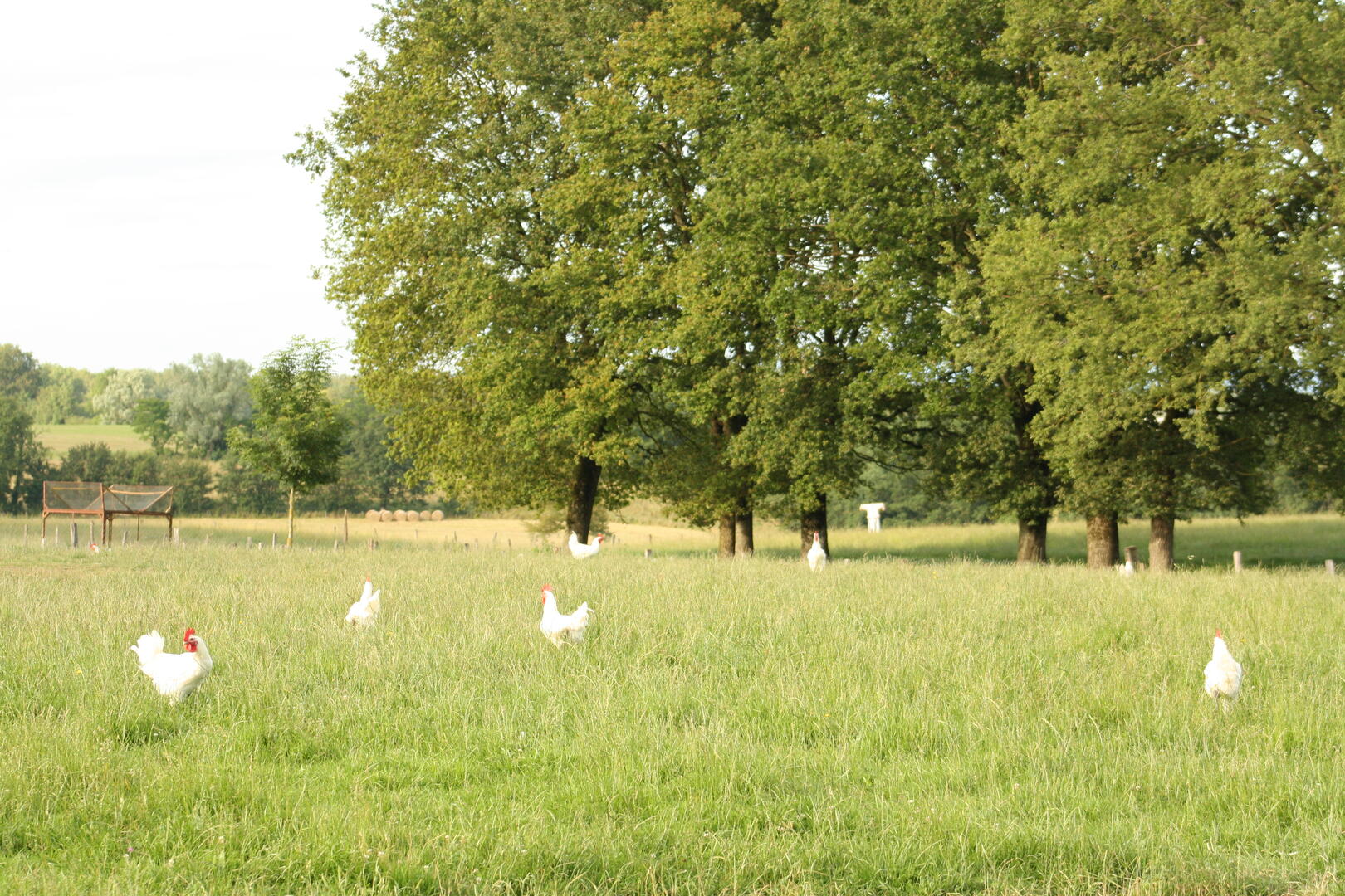 Poulets de Bresse