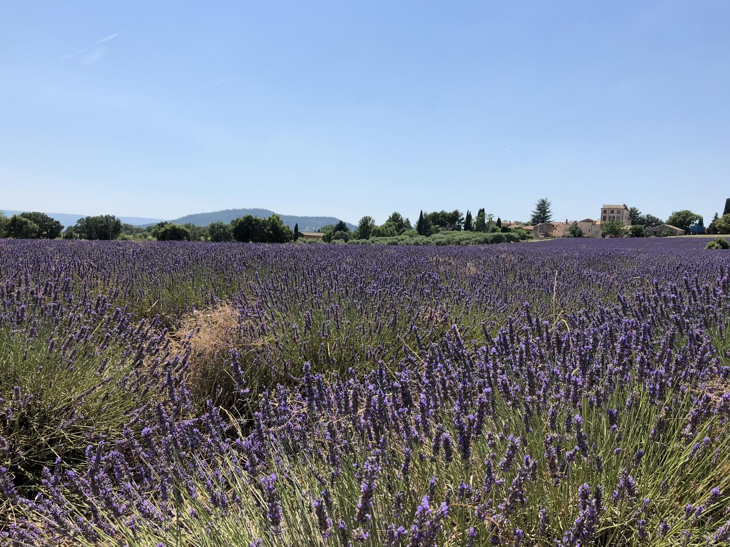 Champs de lavande