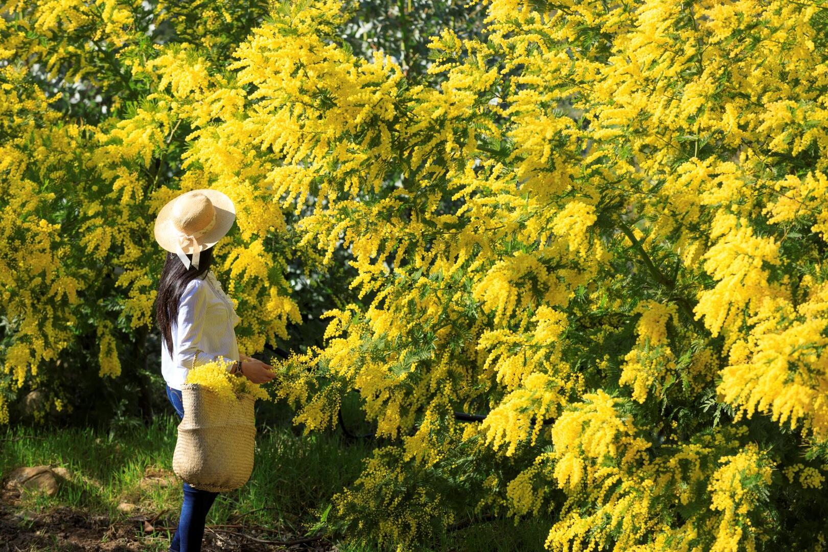 Mimosa