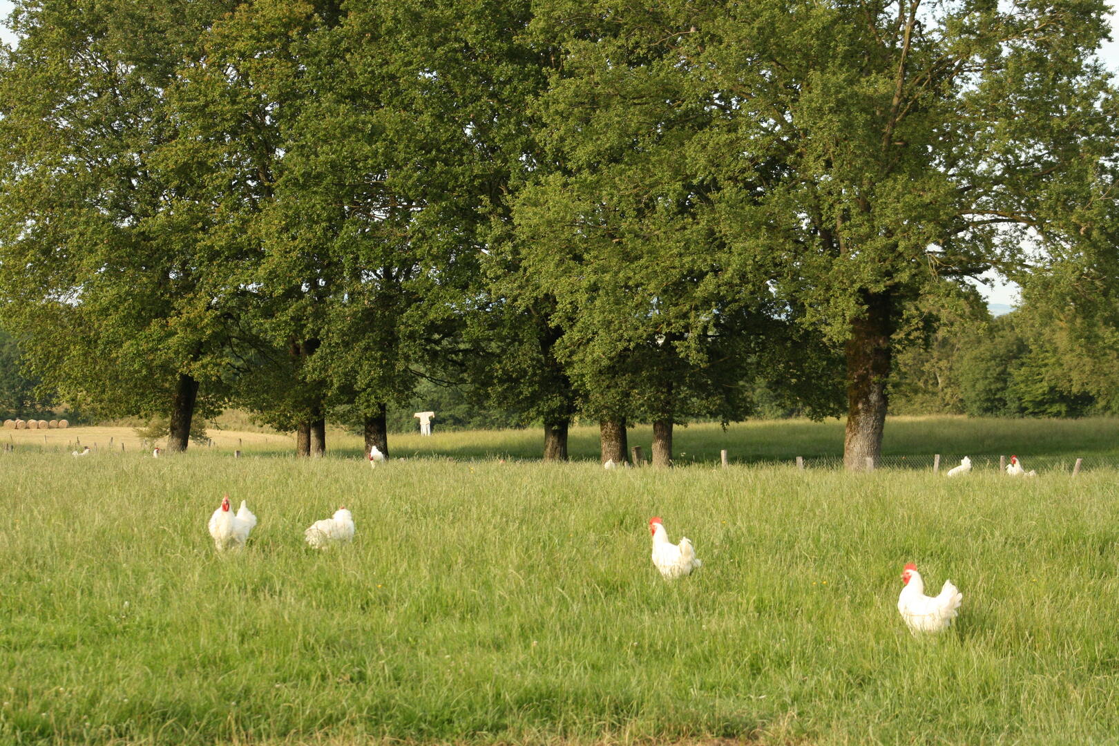 poulets de Bresse