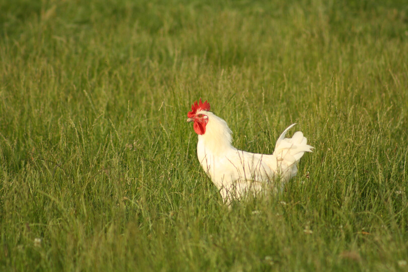 poulet de Bresse