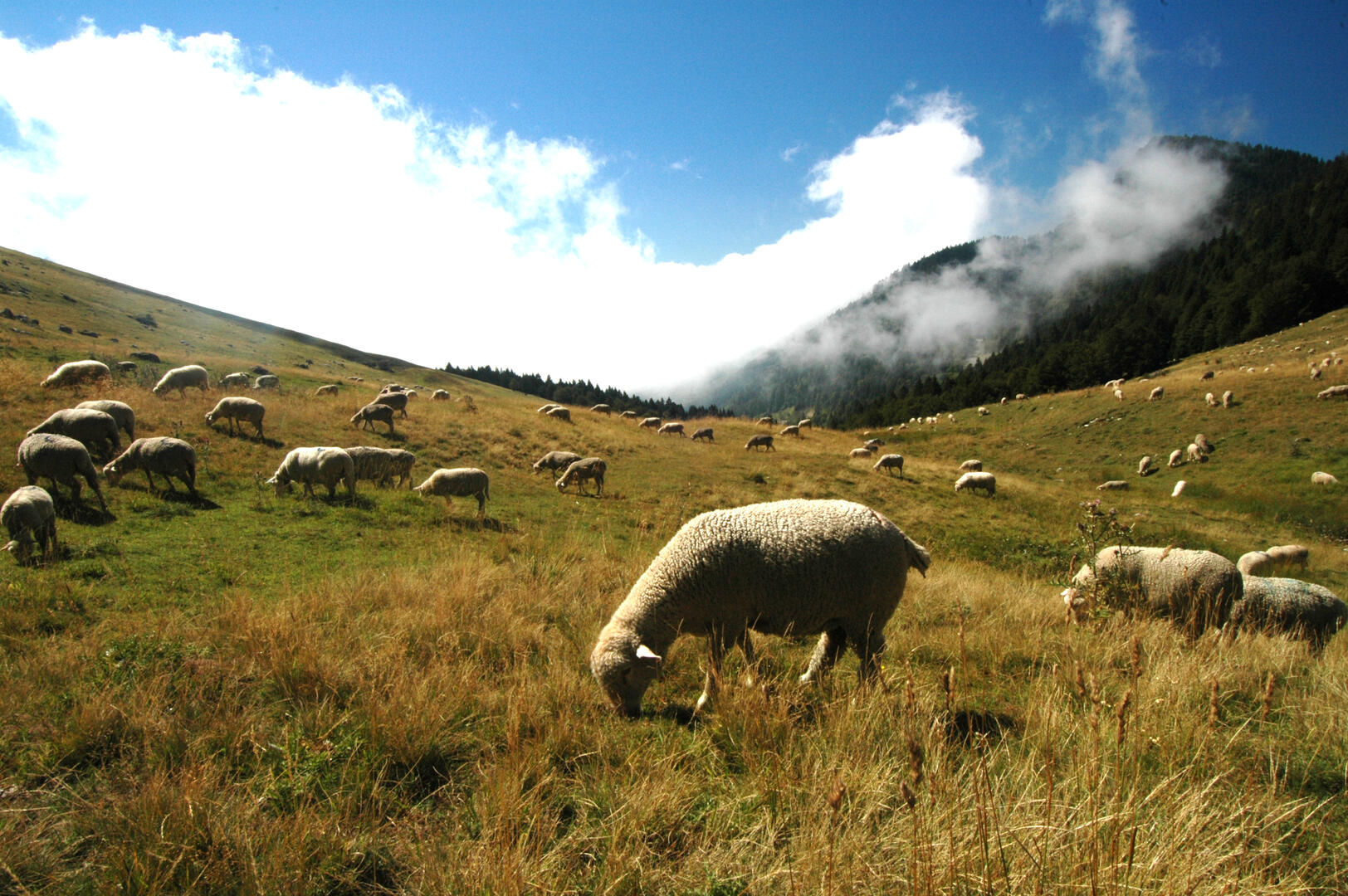 Col du Coq