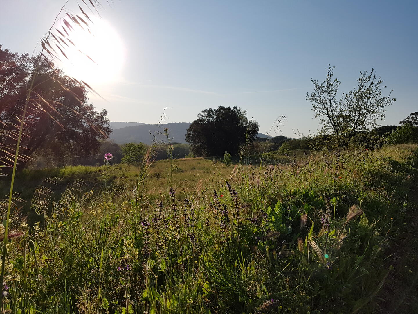 Nature