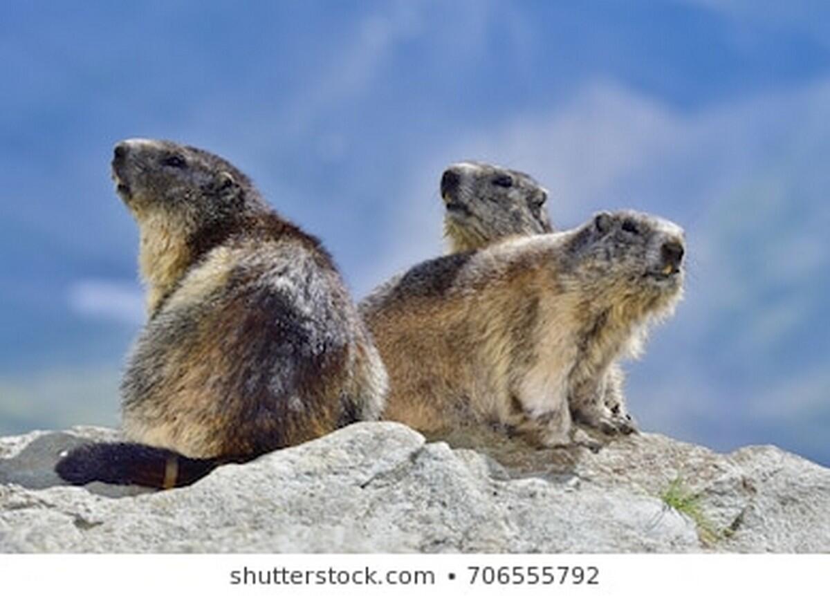 Marmottes