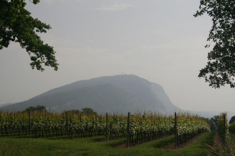 vigne de Carra