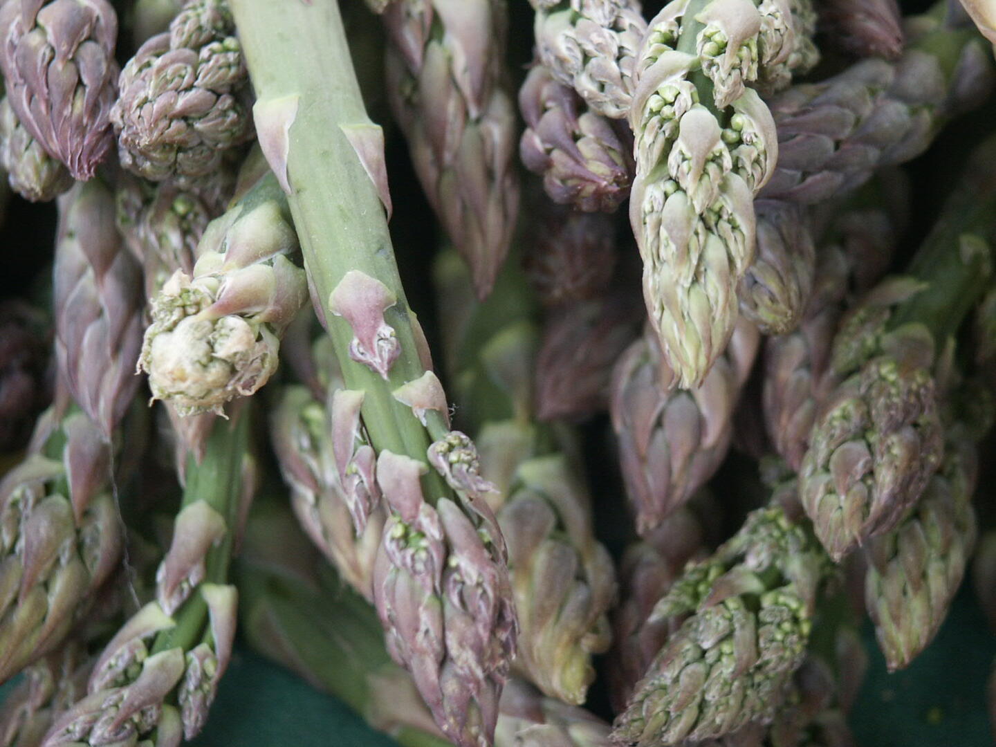 Asperges