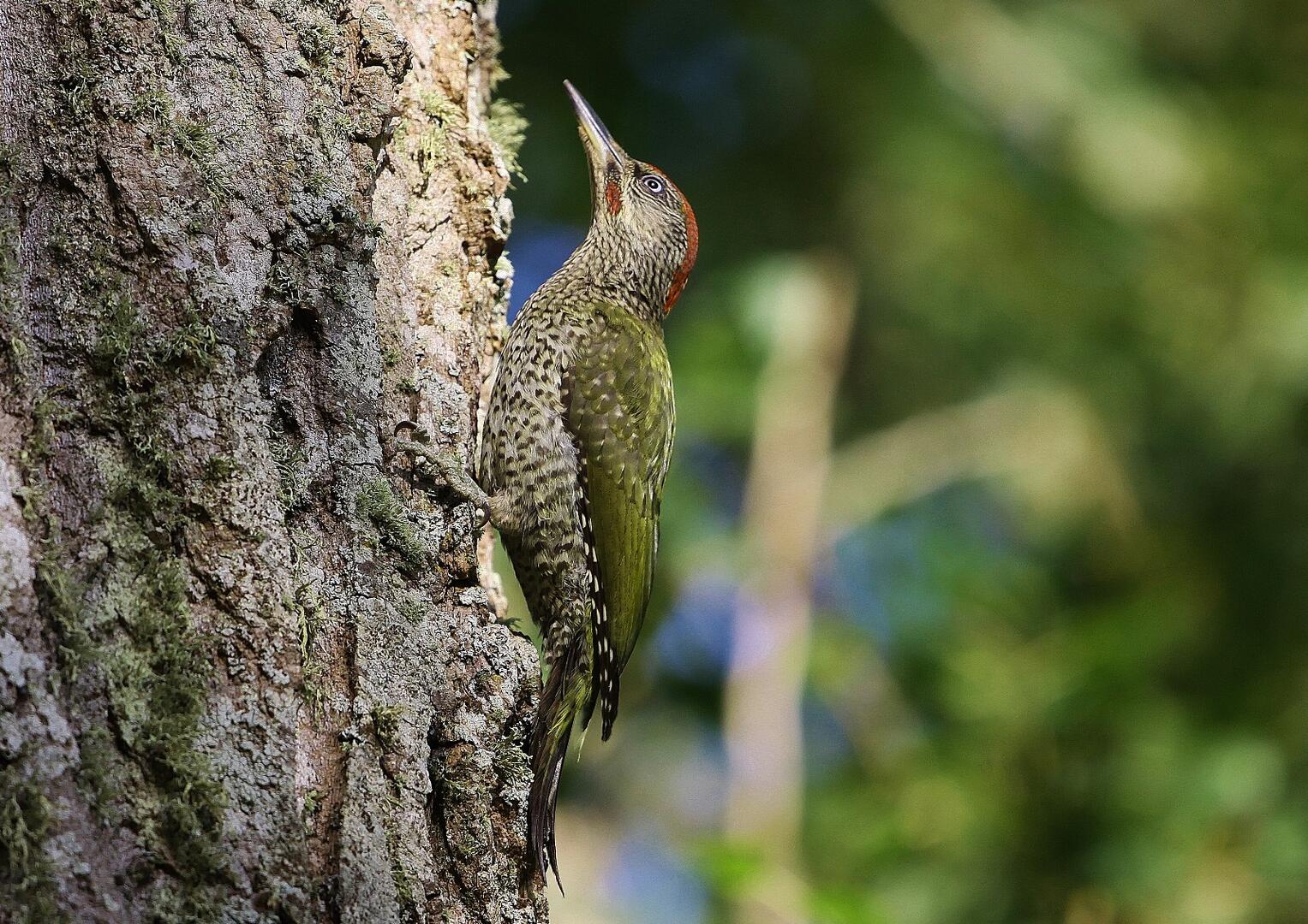 Observation oiseaux Lieurette Hyères