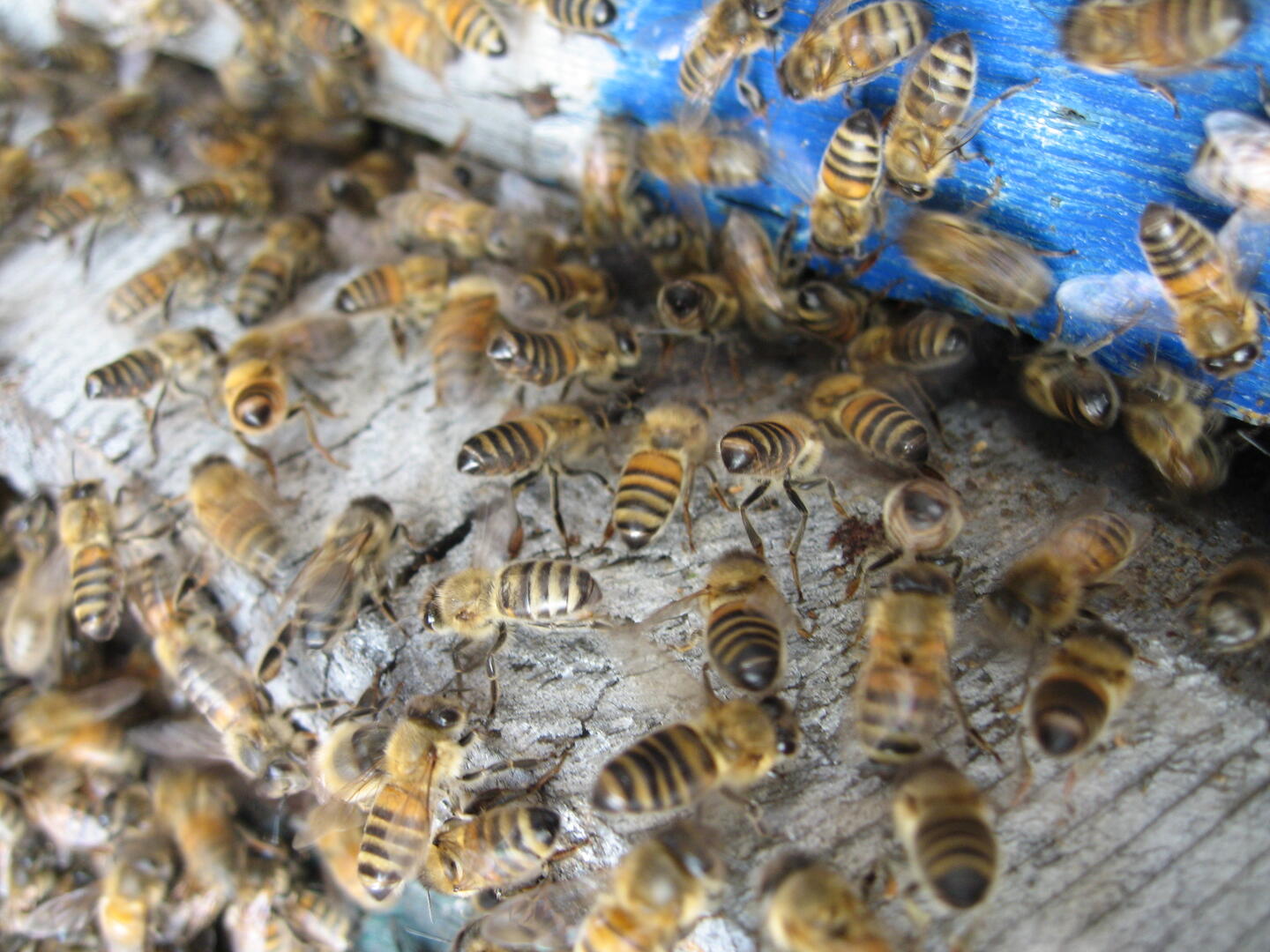 Atelier l'univers fascinant des abeilles