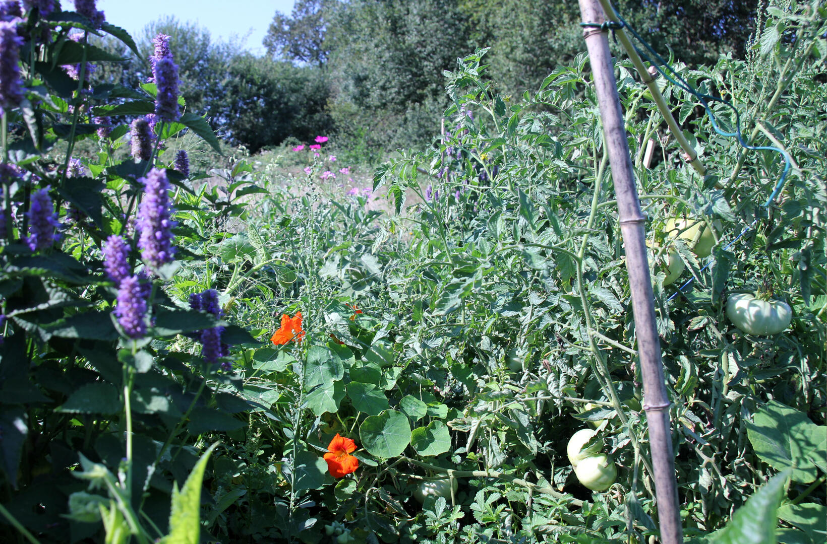 Légumes et aromates