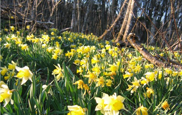 Jonquilles