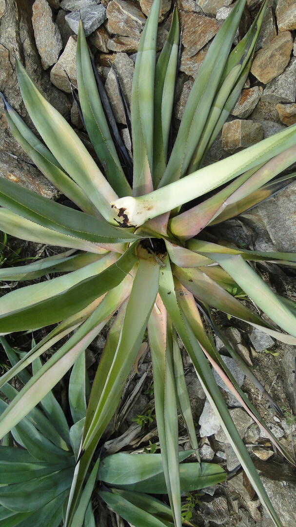 Atelier "Comment soigner ses plantes par une approche zéro phyto"