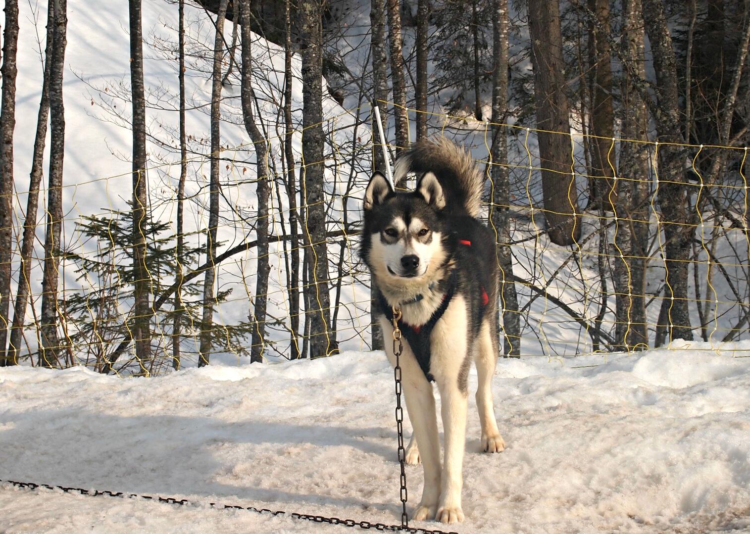 Chien