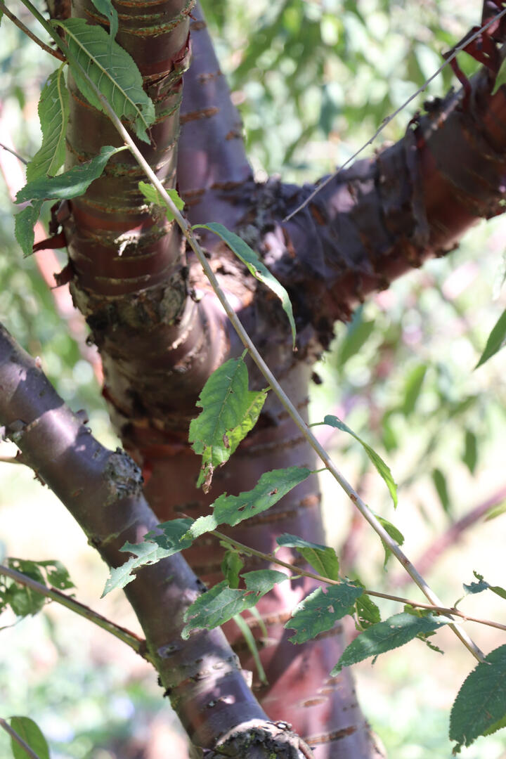 Arbre à écorce couleur