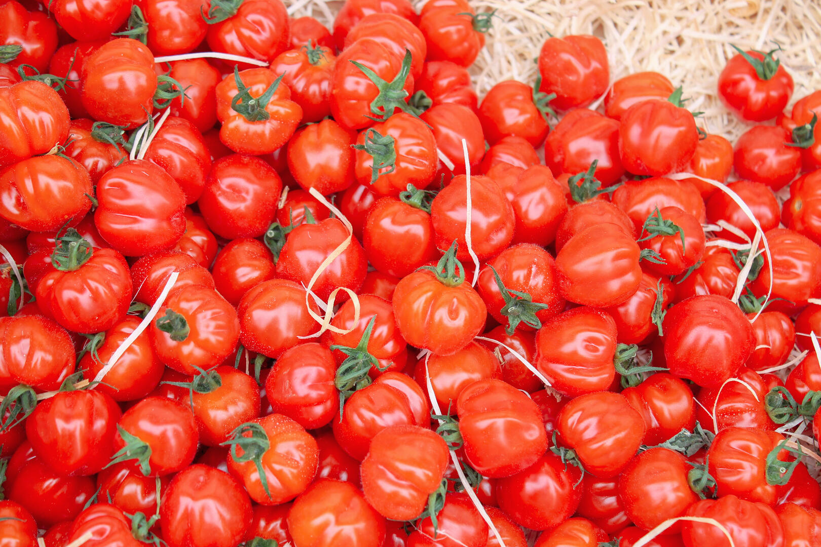 tomates