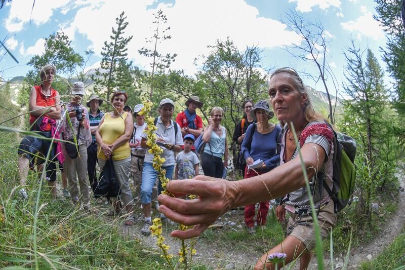 Sortie découverte des plantes sauvages