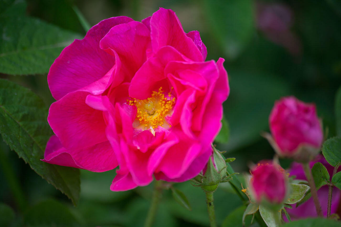 Jardins des Hautes Terres