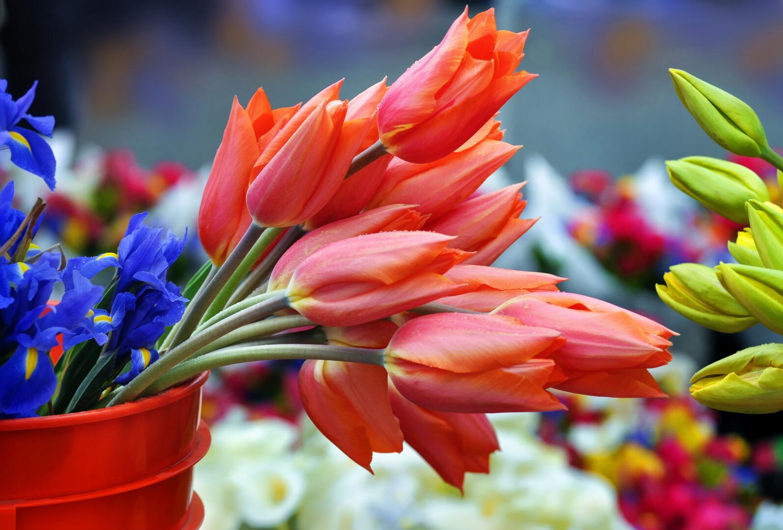 marché aux fleurs