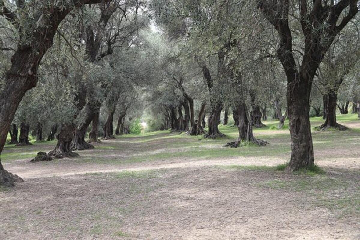 Parc du Pian