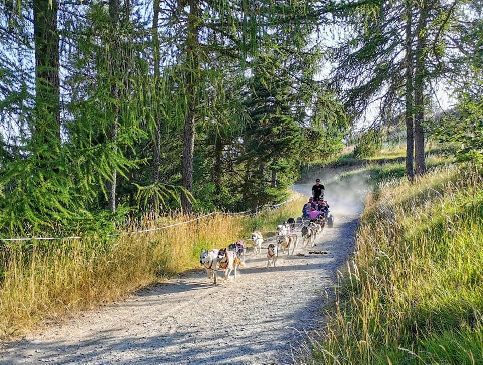 Cani-kart Passion Traineau