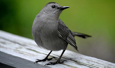 Des balades ornithologiques au Grand Parc
