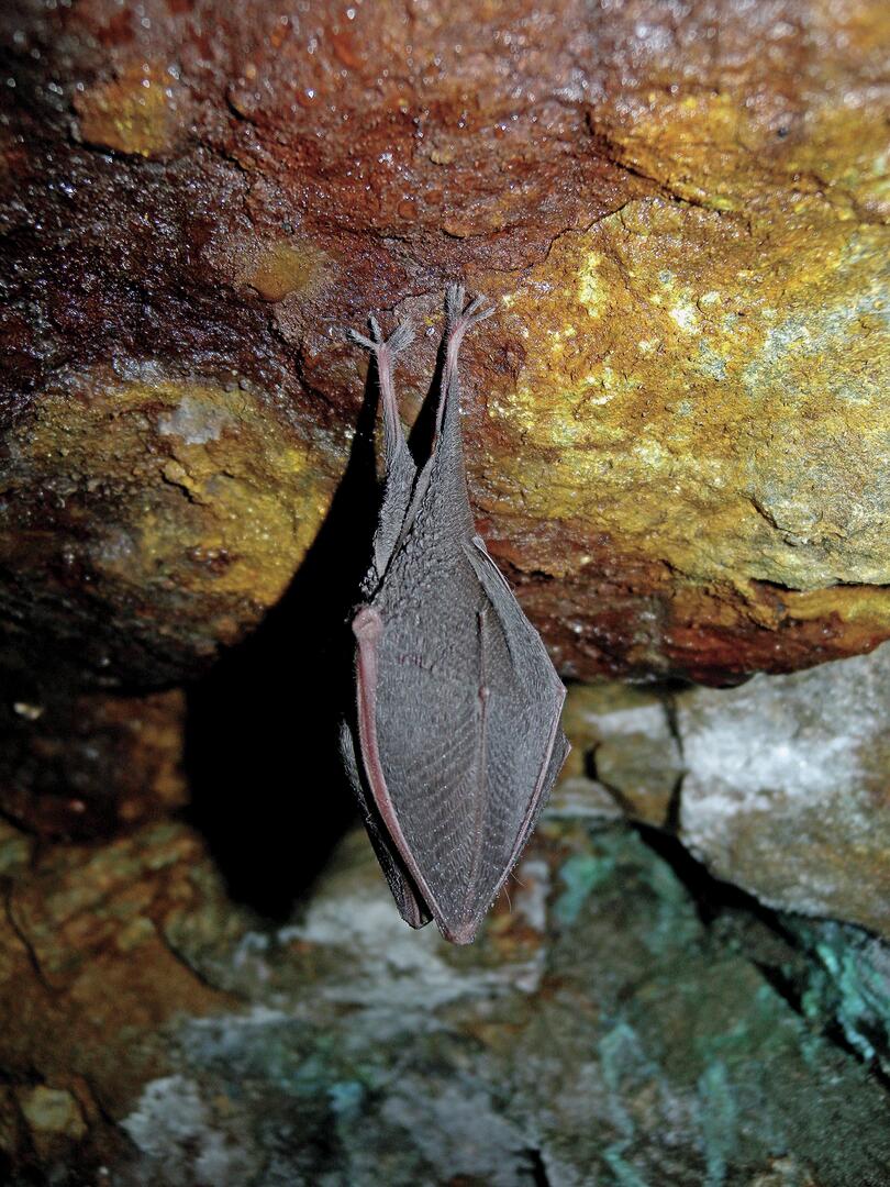 Chauve-souris