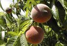 img-name-mising