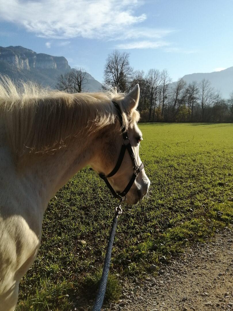 Cheval des écuries de Villette