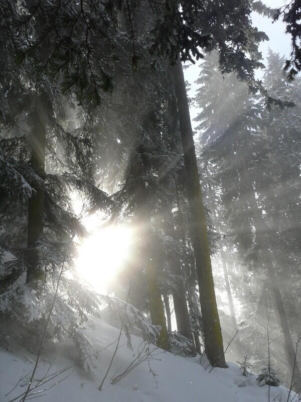 Dans la sérénité de la forêt