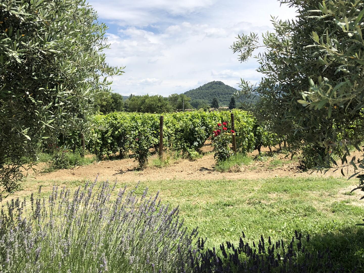 Vignobles
