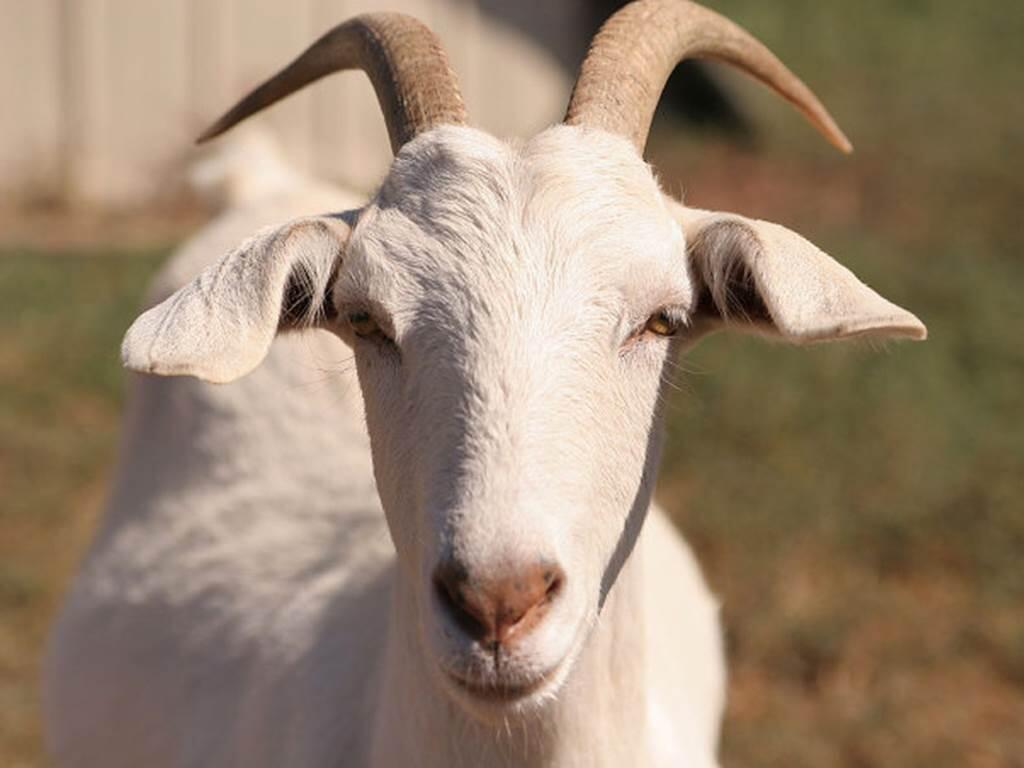 Ferme du Colombié à Bourg de Visa