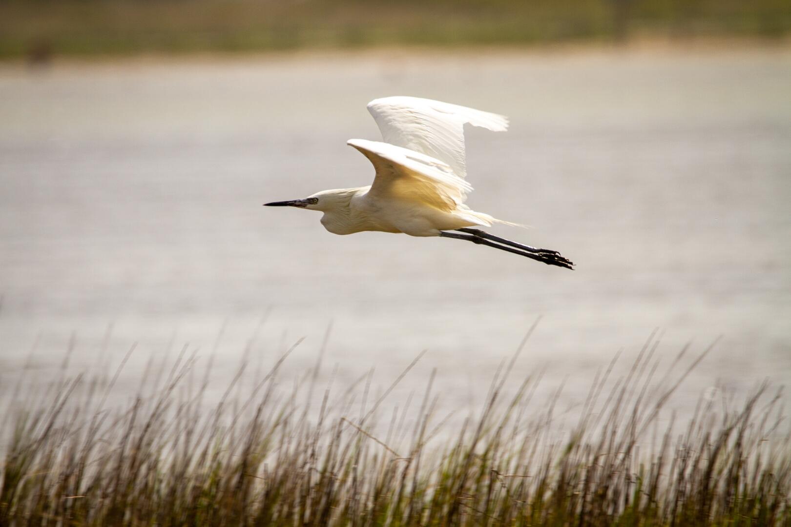 Aigrette