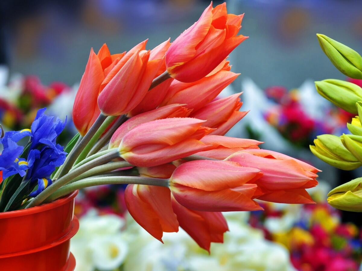Marché aux fleurs du Vieux-Port