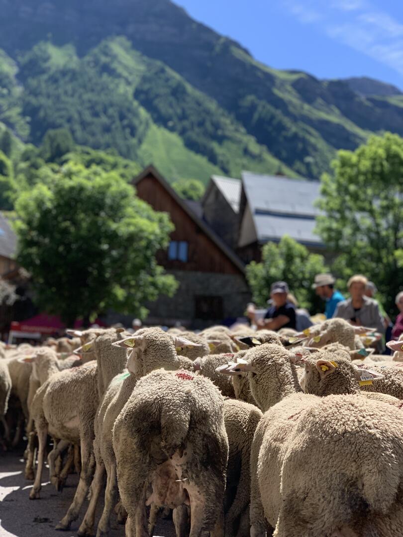 Transhumance