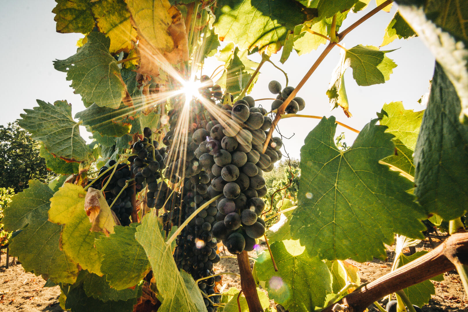 vignes terroir