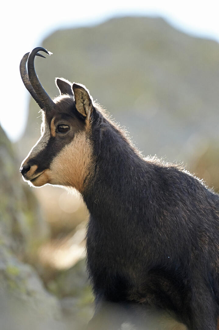 Chamois
