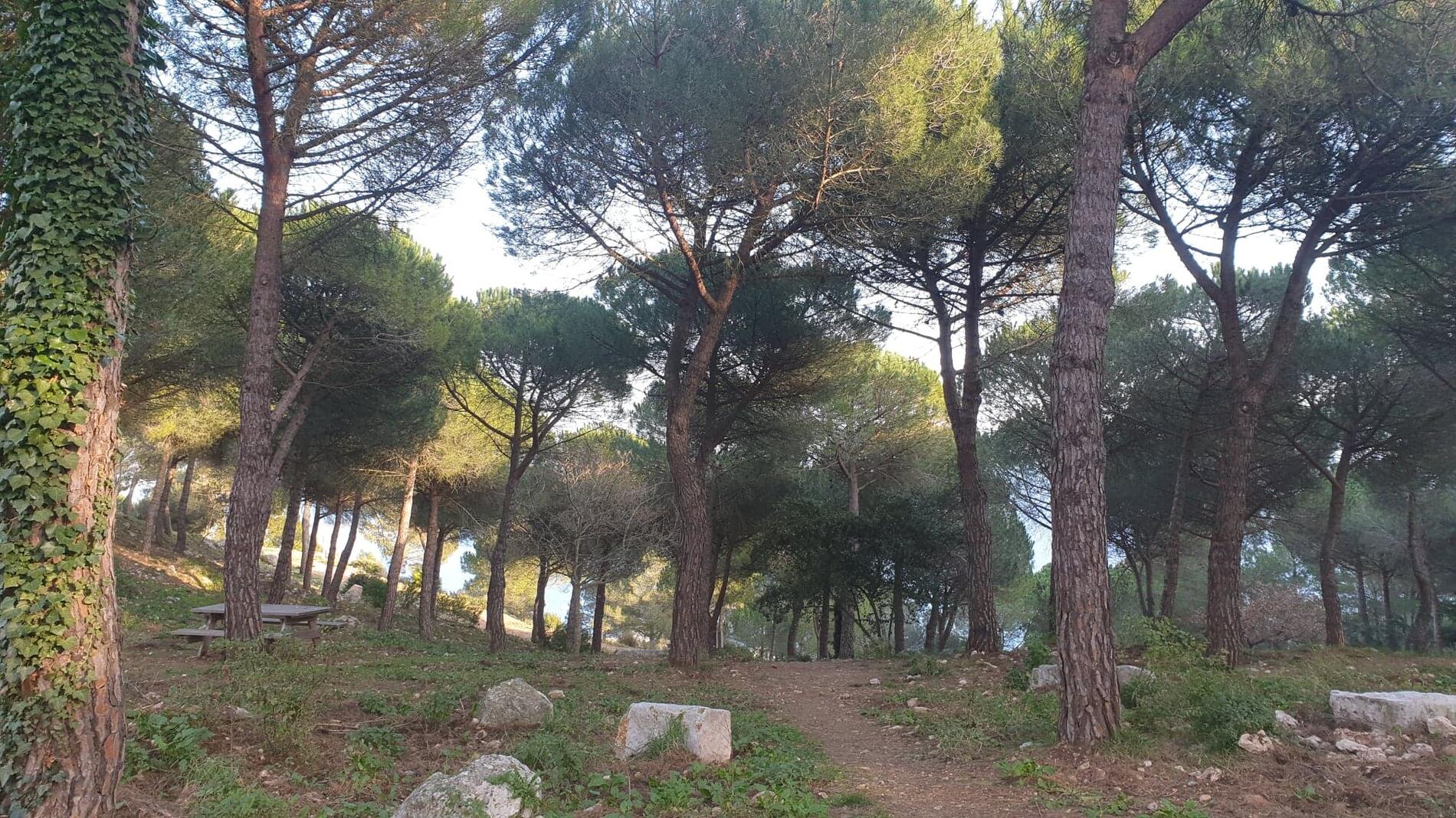 Pinède à La Turbie