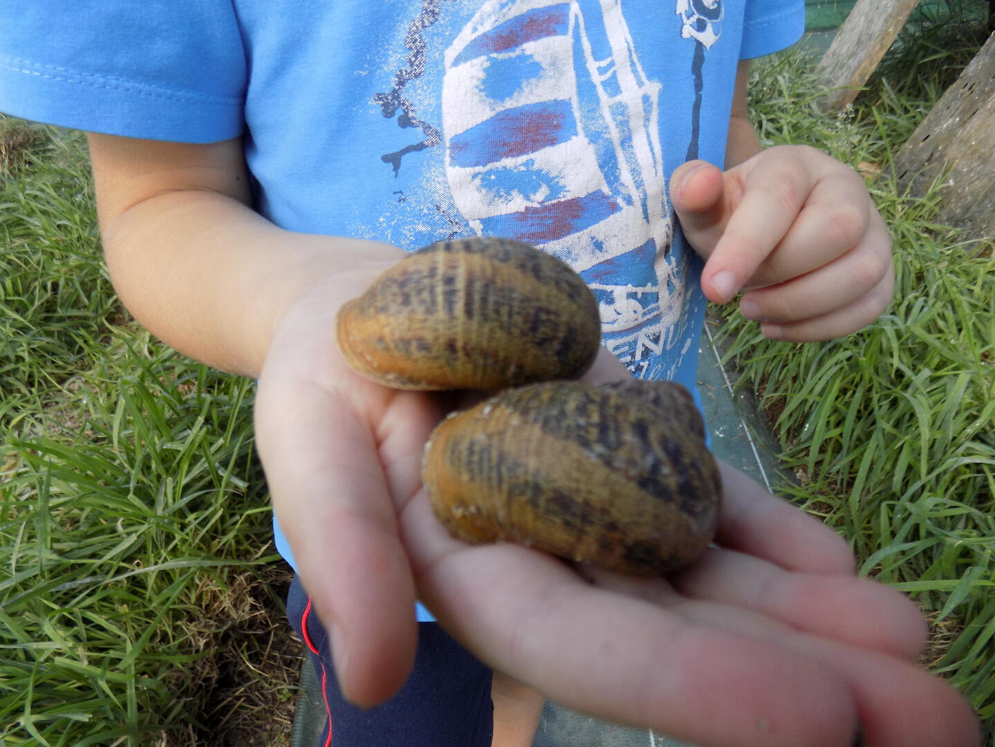 gros escargots