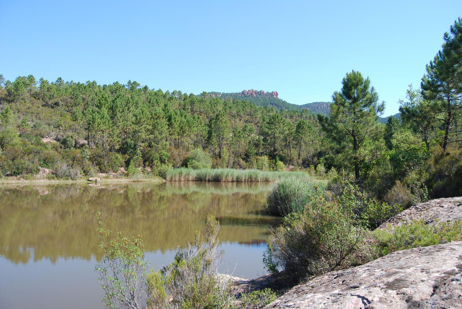 Découverte Naturaliste